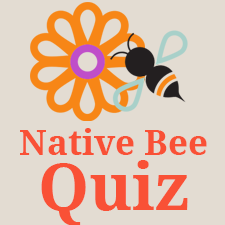 Bees quiz button