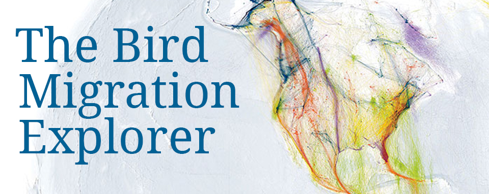 Bird Migration Explorer