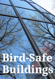 bird safety button