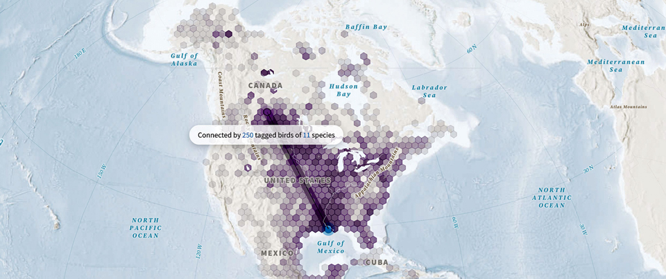Bird Explorer goldfinch