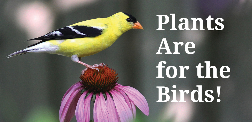 birds plants banner
