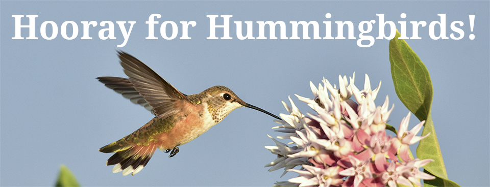 Hummingbirds banner