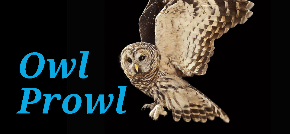 owls banner