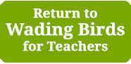 Return to Wading Birds for Teachers