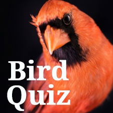 Bird quiz button